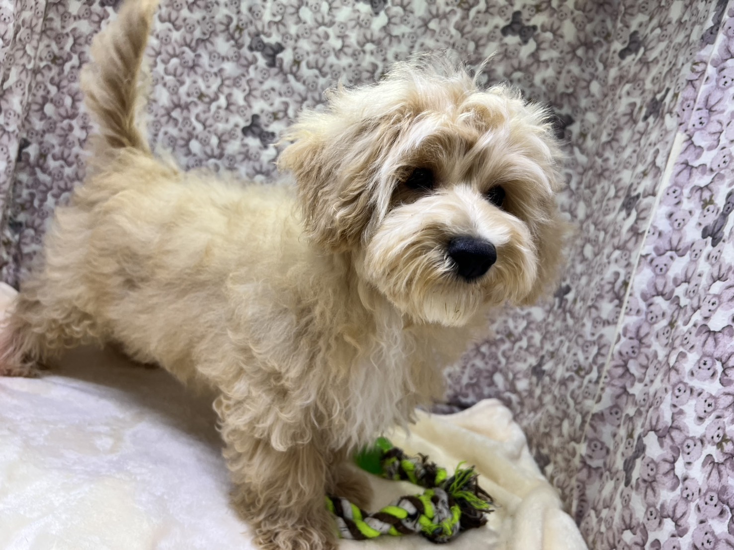 茨城県のマルプー(マルチーズ×プードル) (かねだいペットトライアル利根川/2025年10月17日生まれ/男の子/アプリコット)の子犬の2枚目の画像