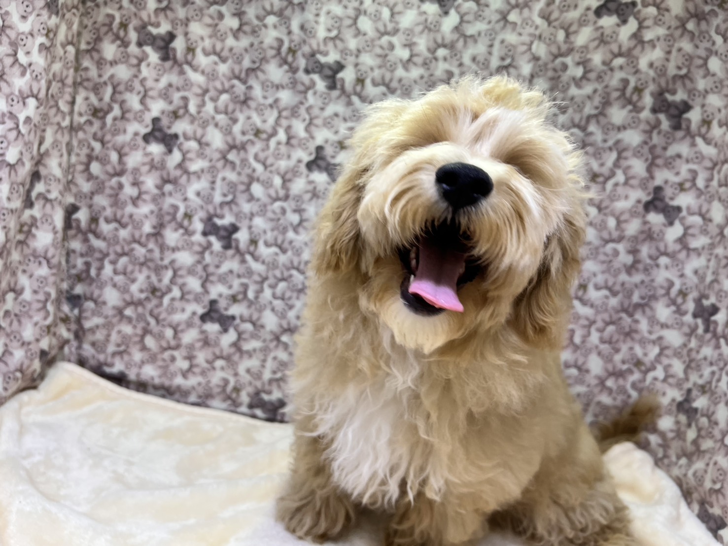 茨城県のマルプー(マルチーズ×プードル) (かねだいペットトライアル利根川/2025年10月17日生まれ/男の子/アプリコット)の子犬の3枚目の画像