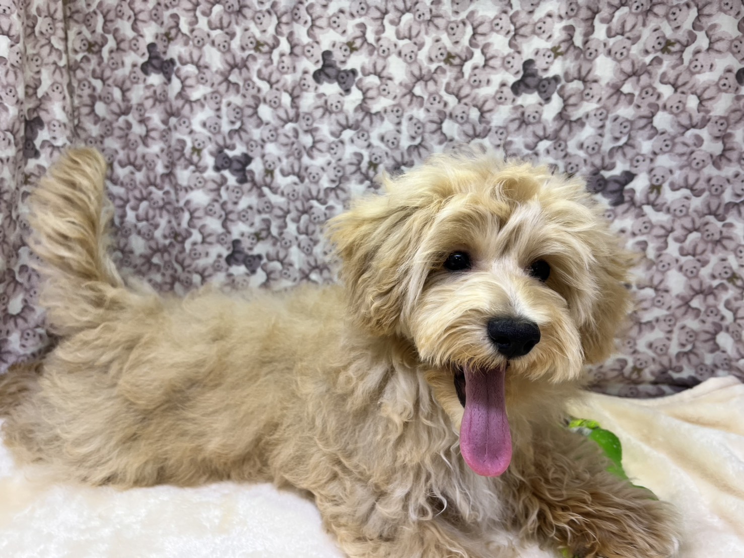 茨城県のマルプー(マルチーズ×プードル) (かねだいペットトライアル利根川/2025年10月17日生まれ/男の子/アプリコット)の子犬の4枚目の画像