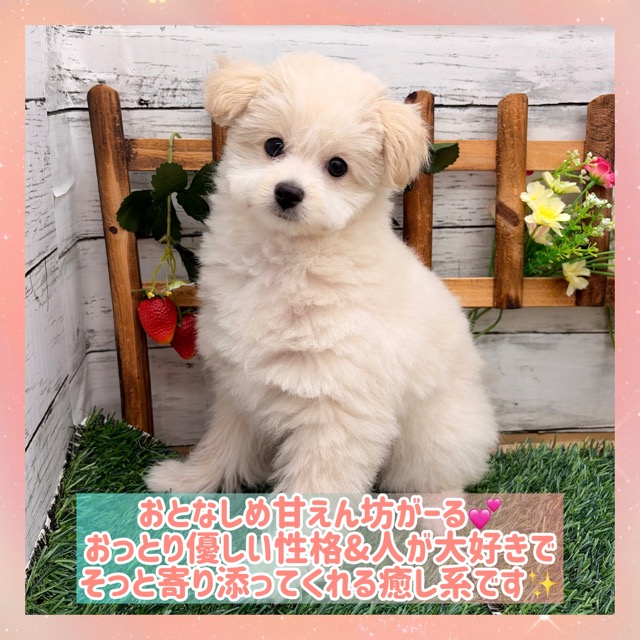 埼玉県のポメプー(ポメラニアン×プードル) (かねだい所沢店/2025年12月21日生まれ/女の子/クリーム)の子犬の1枚目の画像