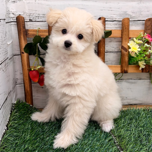 埼玉県のポメプー(ポメラニアン×プードル) (かねだい所沢店/2025年12月21日生まれ/女の子/クリーム)の子犬の2枚目の画像