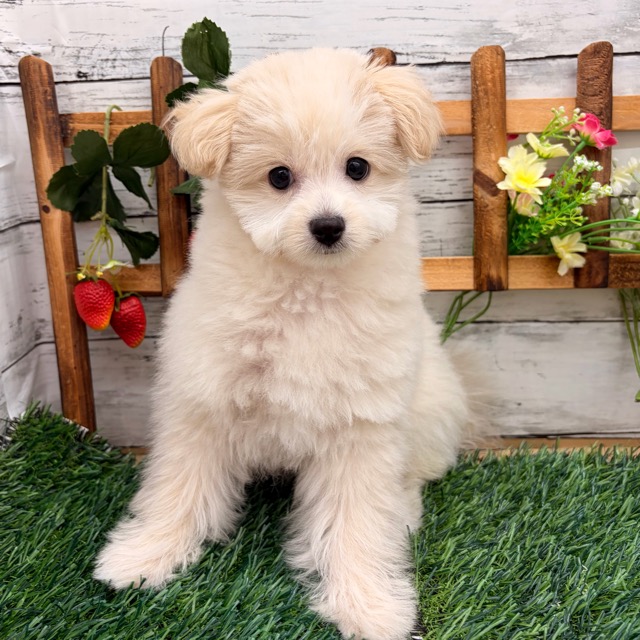 埼玉県のポメプー(ポメラニアン×プードル) (かねだい所沢店/2025年12月21日生まれ/女の子/クリーム)の子犬の4枚目の画像