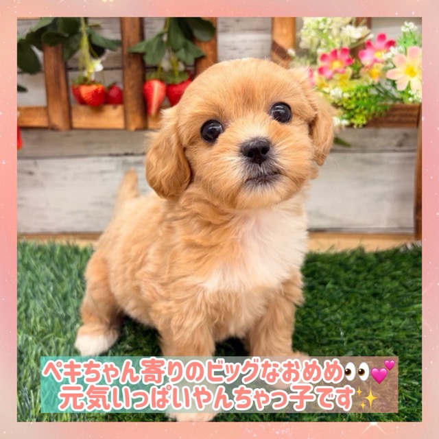 埼玉県のペキプー(ペキニーズ×プードル) (かねだい所沢店/2025年12月28日生まれ/女の子/その他色)の子犬の1枚目の画像