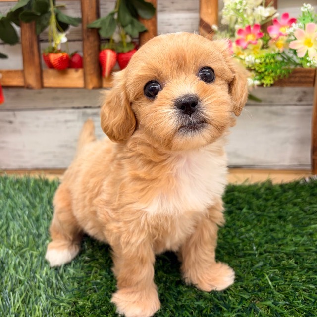 埼玉県のペキプー(ペキニーズ×プードル) (かねだい所沢店/2025年12月28日生まれ/女の子/その他色)の子犬の2枚目の画像