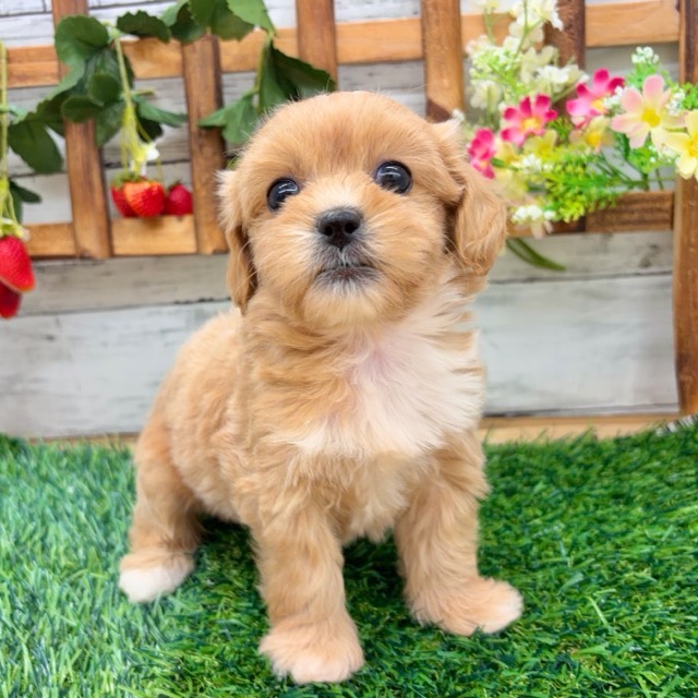 埼玉県のペキプー(ペキニーズ×プードル) (かねだい所沢店/2025年12月28日生まれ/女の子/その他色)の子犬の3枚目の画像