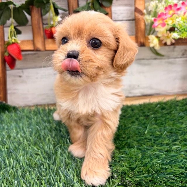 埼玉県のペキプー(ペキニーズ×プードル) (かねだい所沢店/2025年12月28日生まれ/女の子/その他色)の子犬の4枚目の画像