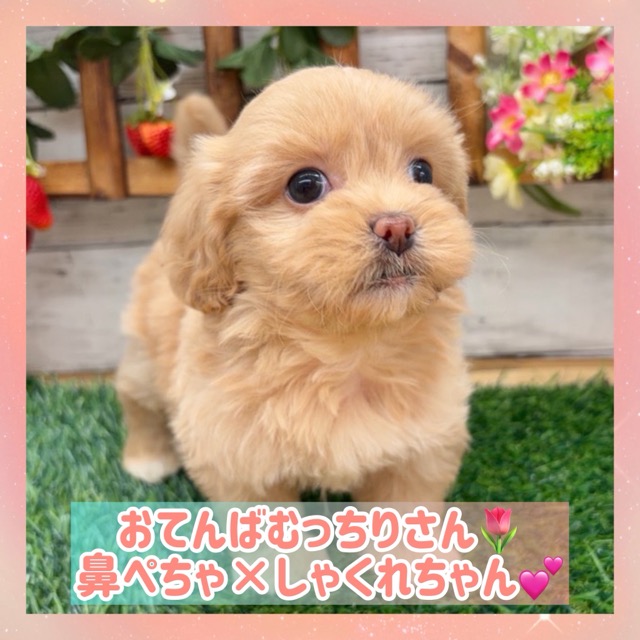 埼玉県のペキプー(ペキニーズ×プードル) (かねだい所沢店/2025年12月27日生まれ/女の子/その他色)の子犬の1枚目の画像