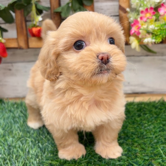 埼玉県のペキプー(ペキニーズ×プードル) (かねだい所沢店/2025年12月27日生まれ/女の子/その他色)の子犬の2枚目の画像