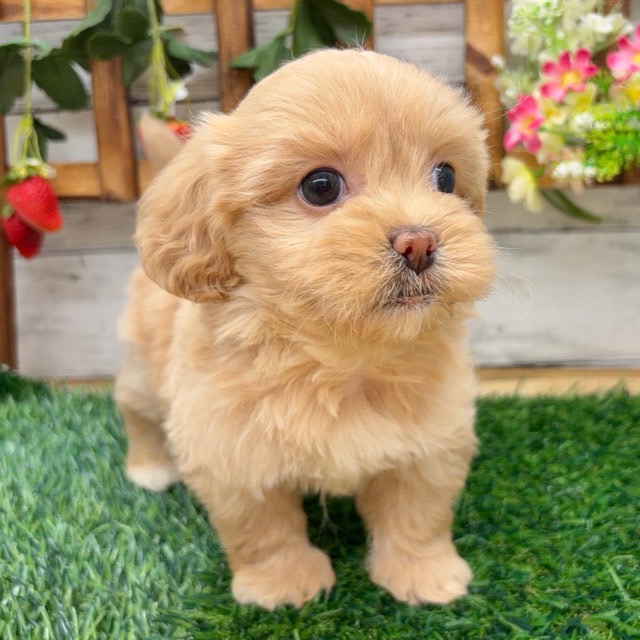 埼玉県のペキプー(ペキニーズ×プードル) (かねだい所沢店/2025年12月27日生まれ/女の子/その他色)の子犬の3枚目の画像