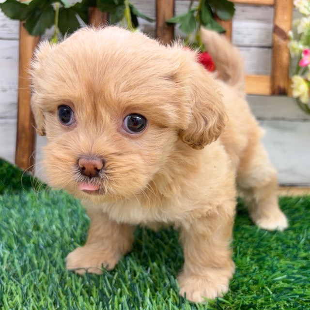 埼玉県のペキプー(ペキニーズ×プードル) (かねだい所沢店/2025年12月27日生まれ/女の子/その他色)の子犬の4枚目の画像