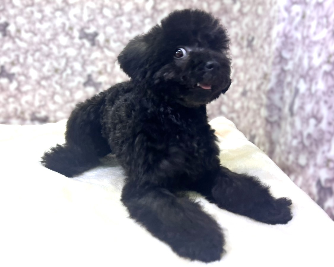 茨城県のトイプードル(トイ) (かねだいペットトライアル利根川/2025年10月15日生まれ/女の子/ブラック)の子犬の2枚目の画像