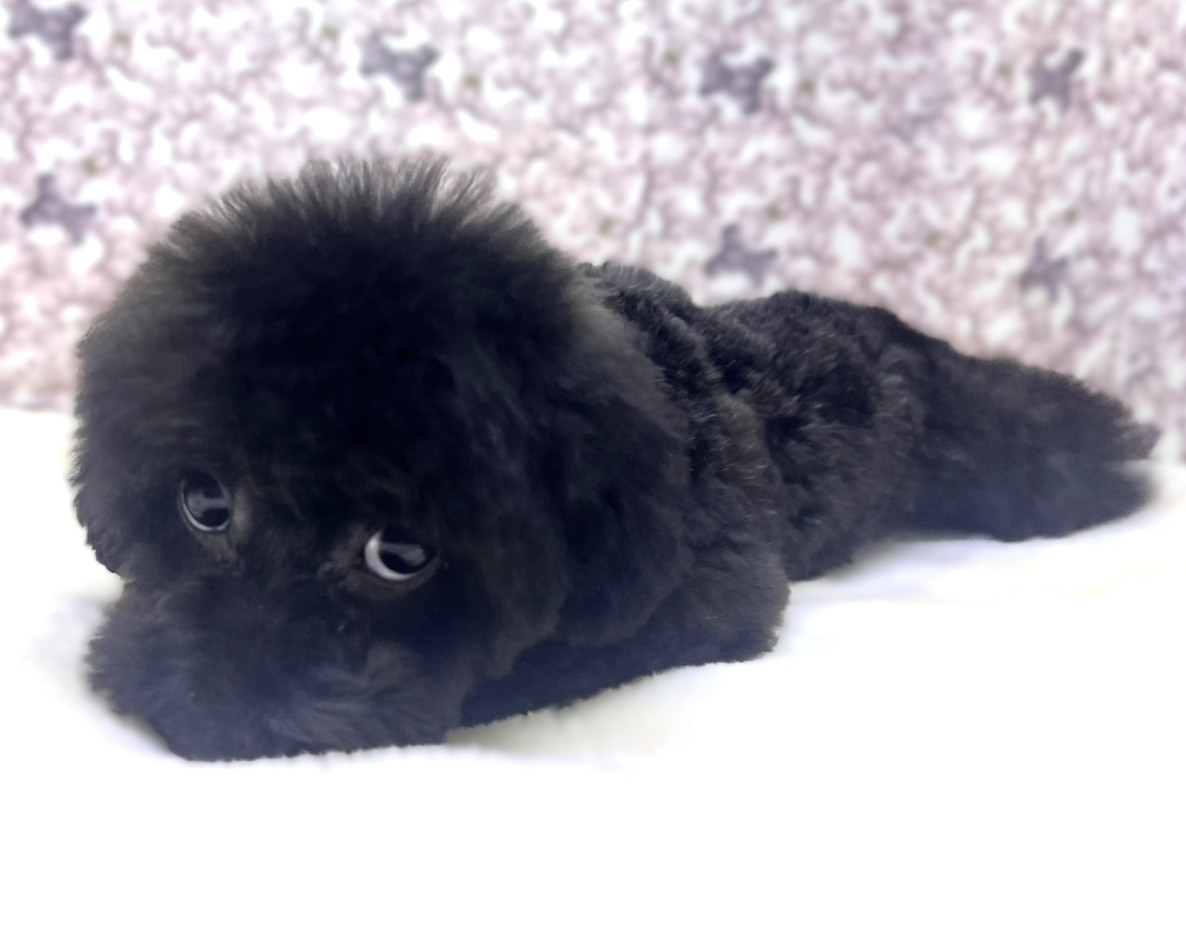 茨城県のトイプードル(トイ) (かねだいペットトライアル利根川/2025年10月15日生まれ/女の子/ブラック)の子犬の1枚目の画像