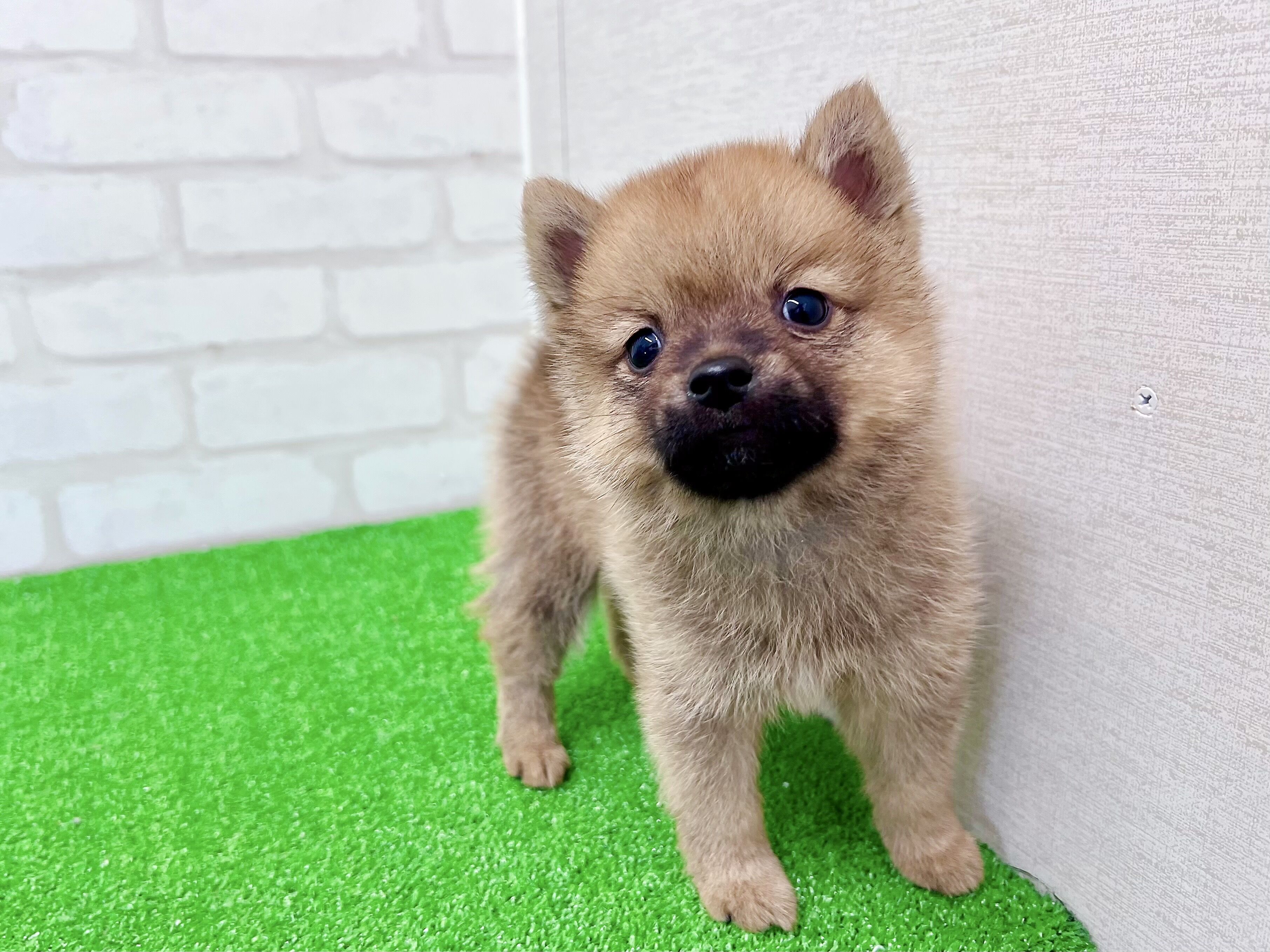 東京都のポメ柴/豆ポメ/ポメ豆柴(ポメラニアン×柴犬) (かねだい立川店/2026年1月2日生まれ/男の子/レッド)の子犬の2枚目の画像