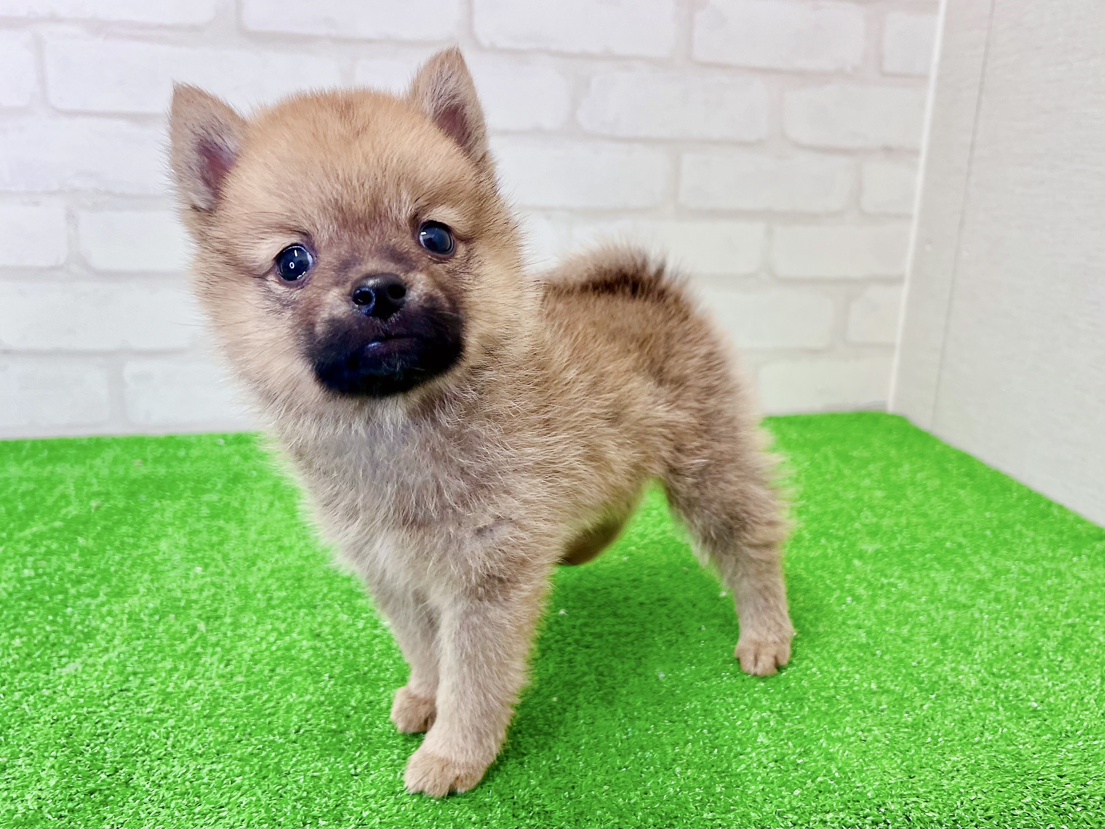 東京都のポメ柴/豆ポメ/ポメ豆柴(ポメラニアン×柴犬) (かねだい立川店/2026年1月2日生まれ/男の子/レッド)の子犬の1枚目の画像