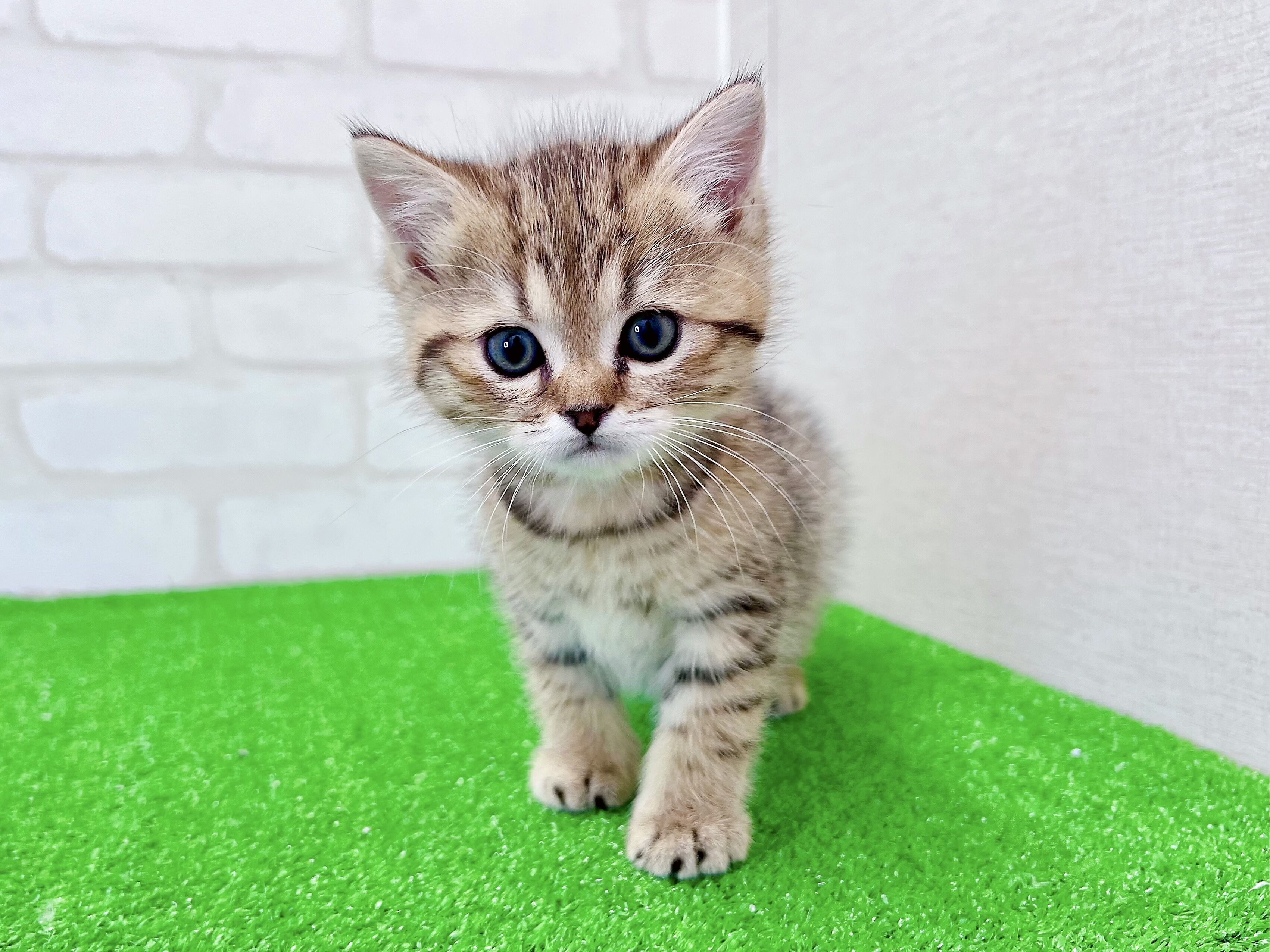 東京都のミヌエット (かねだい立川店/2026年1月9日生まれ/男の子/ブラウンタビー)の子猫の2枚目の画像