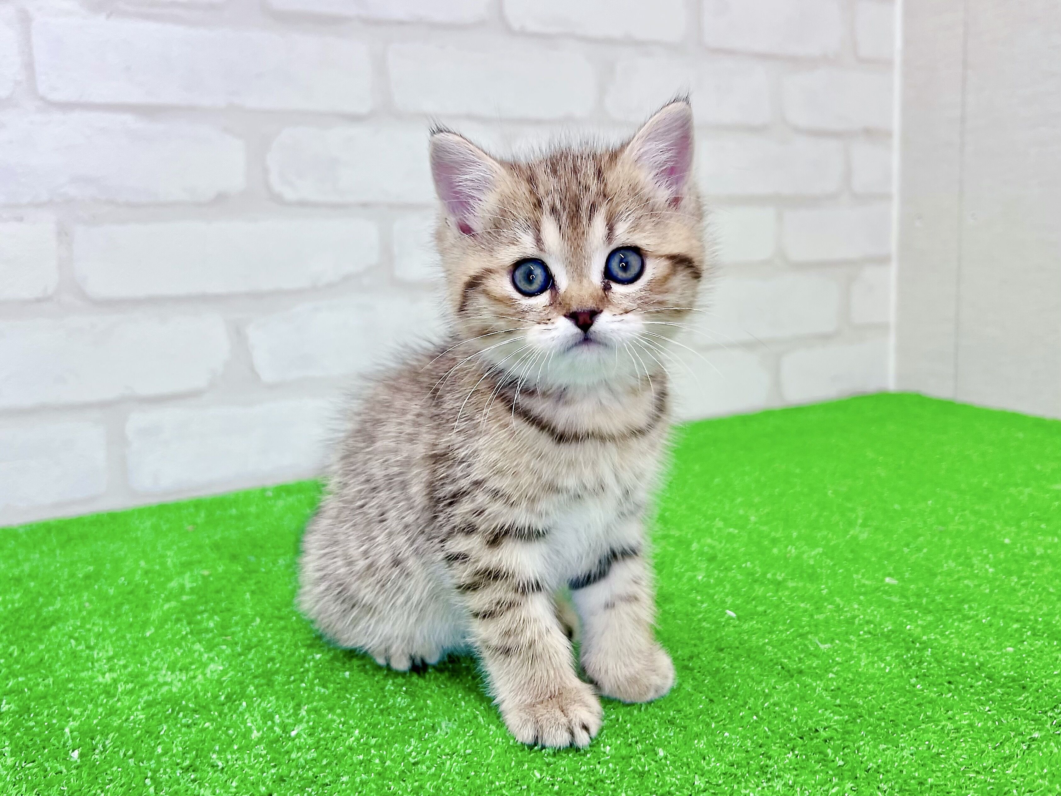 東京都のミヌエット (かねだい立川店/2026年1月9日生まれ/男の子/ブラウンタビー)の子猫の1枚目の画像