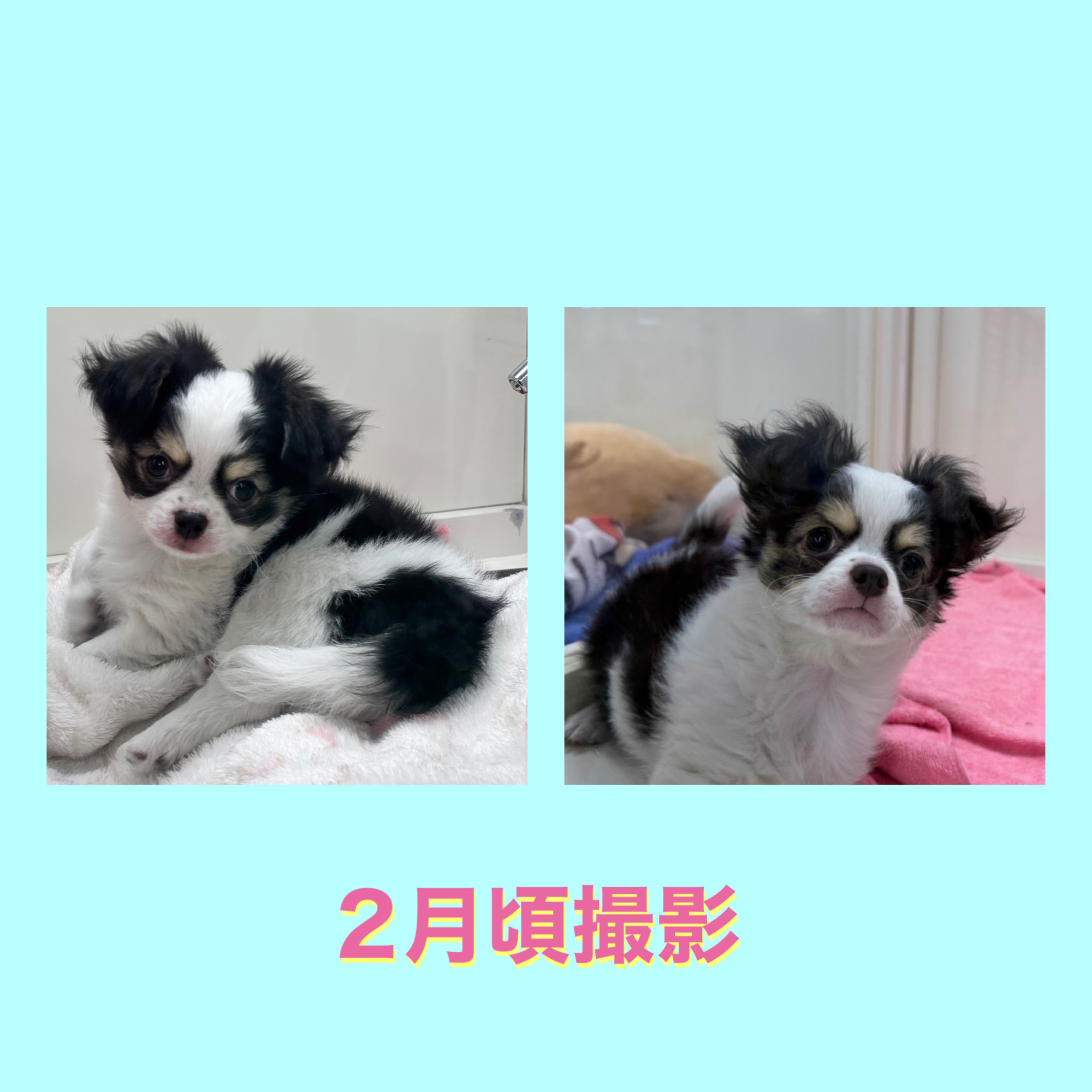 埼玉県のチワワ(ロング) (かねだい桶川店/2025年11月16日生まれ/男の子/ホワイトブラックタン)の子犬の3枚目の画像