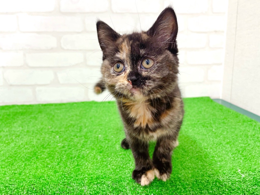 東京都のブリティッシュショートヘアー (かねだい立川店/2026年1月10日生まれ/女の子/トーティー)の子猫の3枚目の画像