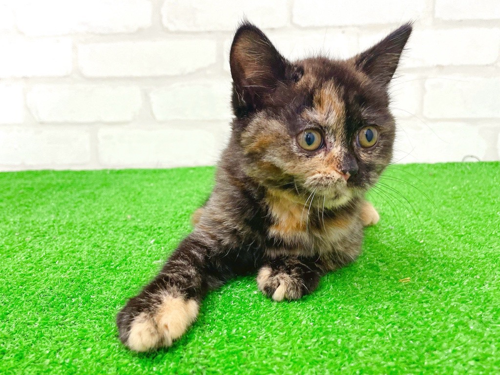 東京都のブリティッシュショートヘアー (かねだい立川店/2026年1月10日生まれ/女の子/トーティー)の子猫の2枚目の画像