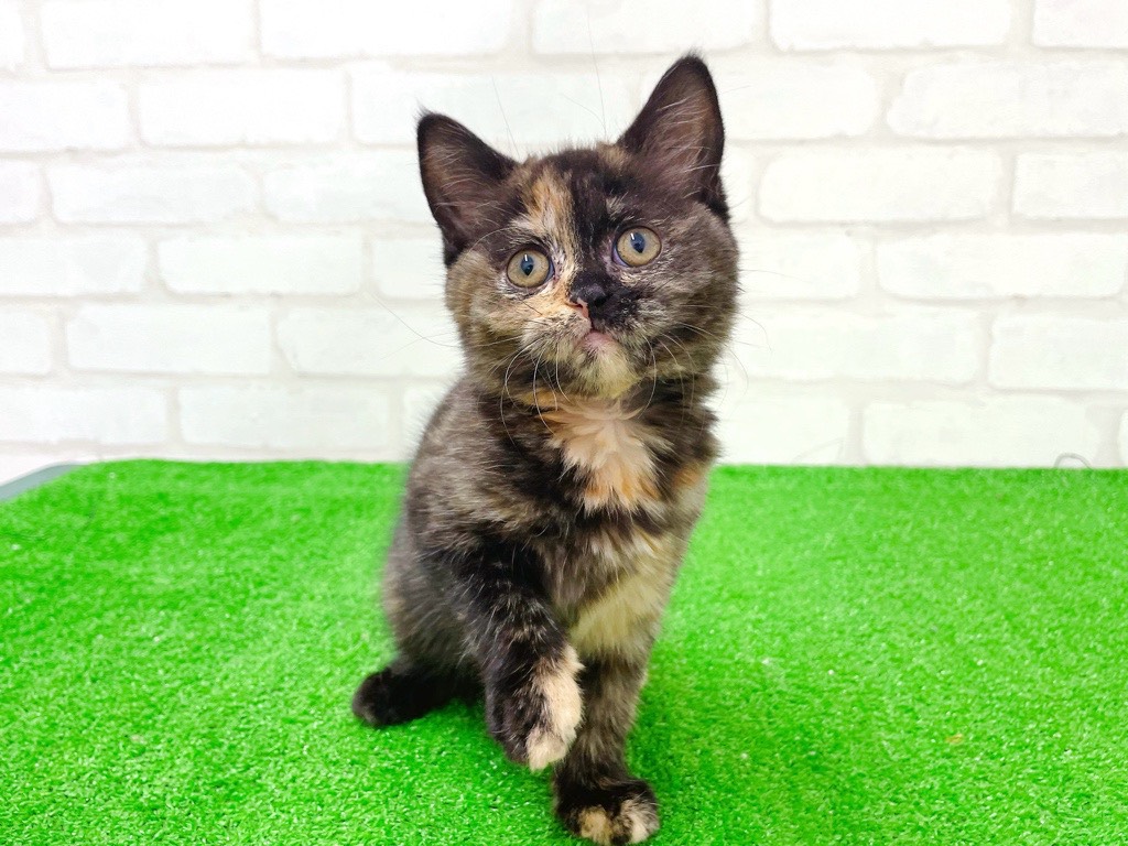 東京都のブリティッシュショートヘアー (かねだい立川店/2026年1月10日生まれ/女の子/トーティー)の子猫の1枚目の画像