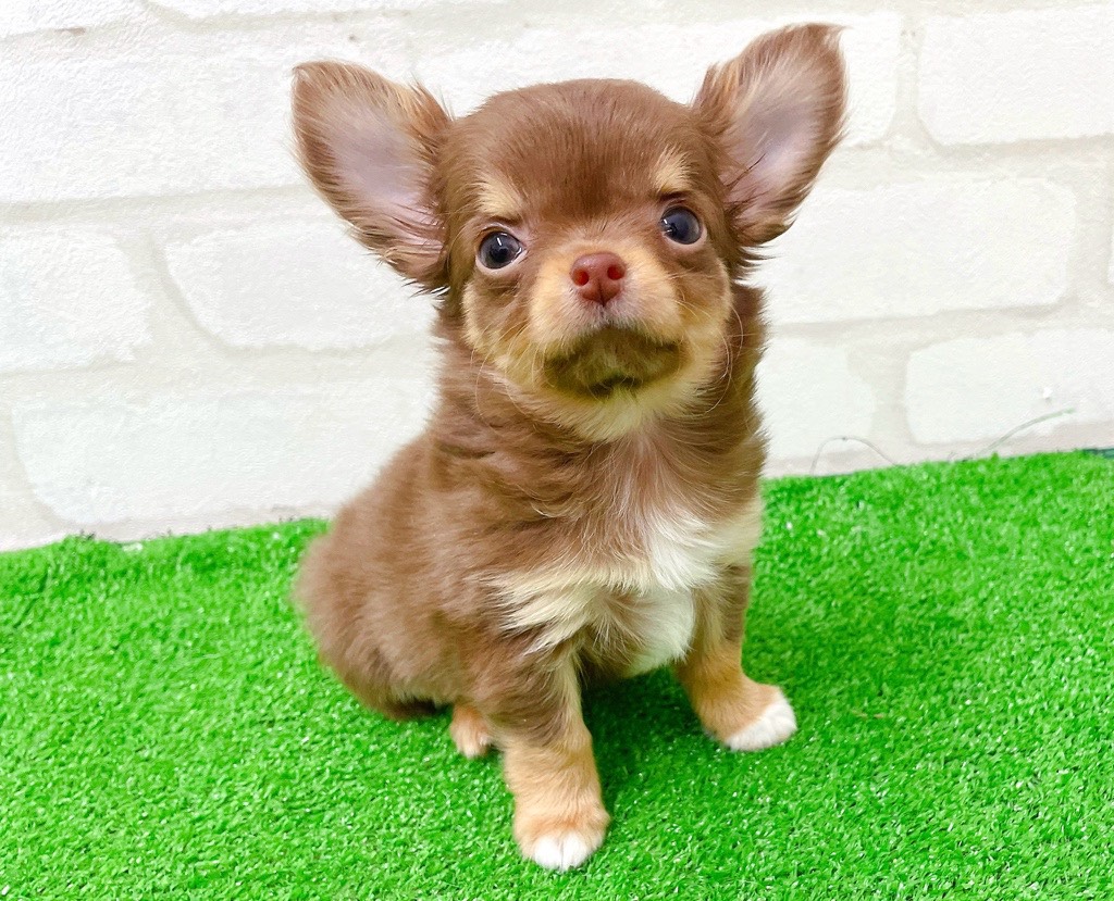 東京都のチワワ(ロング) (かねだい立川店/2025年12月27日生まれ/女の子/チョコレートタンホワイト)の子犬の2枚目の画像