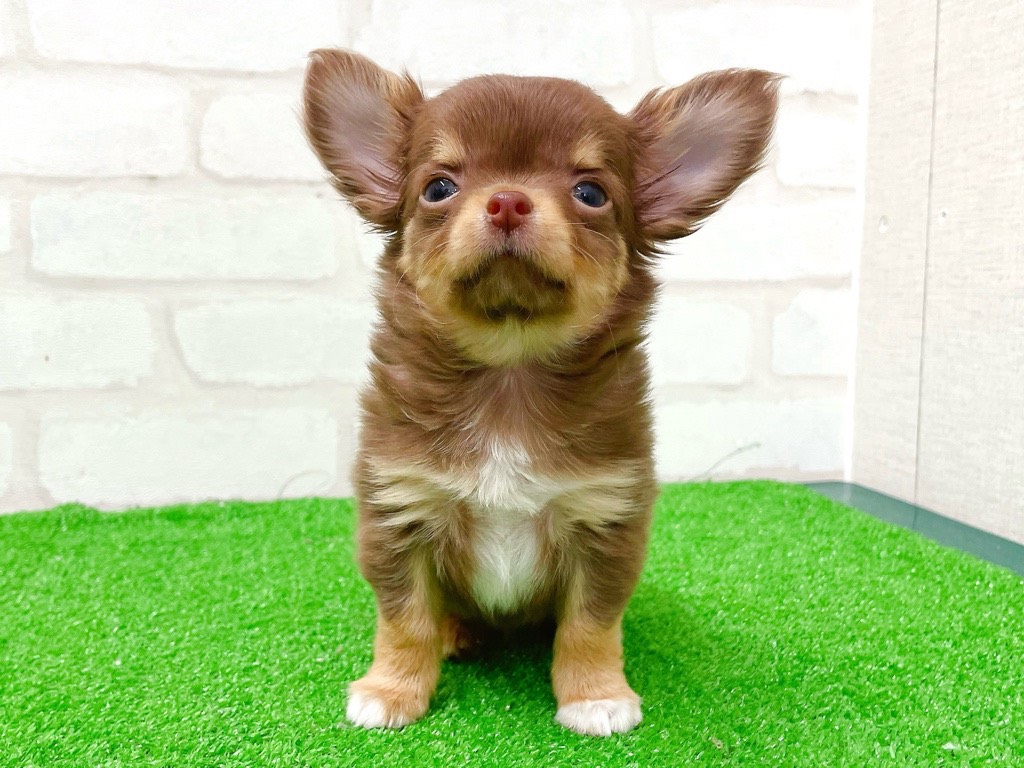 東京都のチワワ(ロング) (かねだい立川店/2025年12月27日生まれ/女の子/チョコレートタンホワイト)の子犬の3枚目の画像