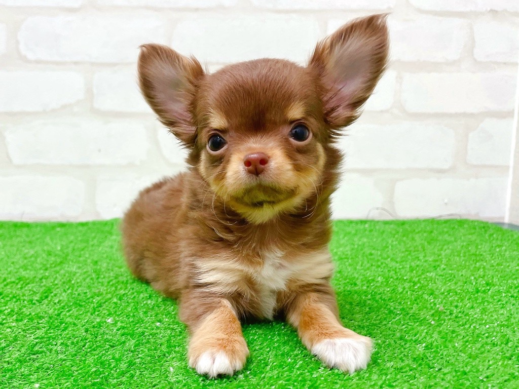 東京都のチワワ(ロング) (かねだい立川店/2025年12月27日生まれ/女の子/チョコレートタンホワイト)の子犬の1枚目の画像