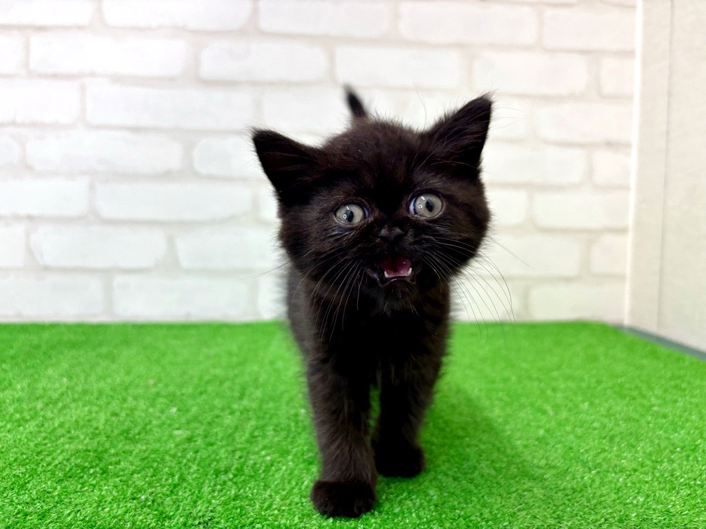 東京都のエキゾチック (かねだい立川店/2026年1月16日生まれ/男の子/ブラック)の子猫の2枚目の画像