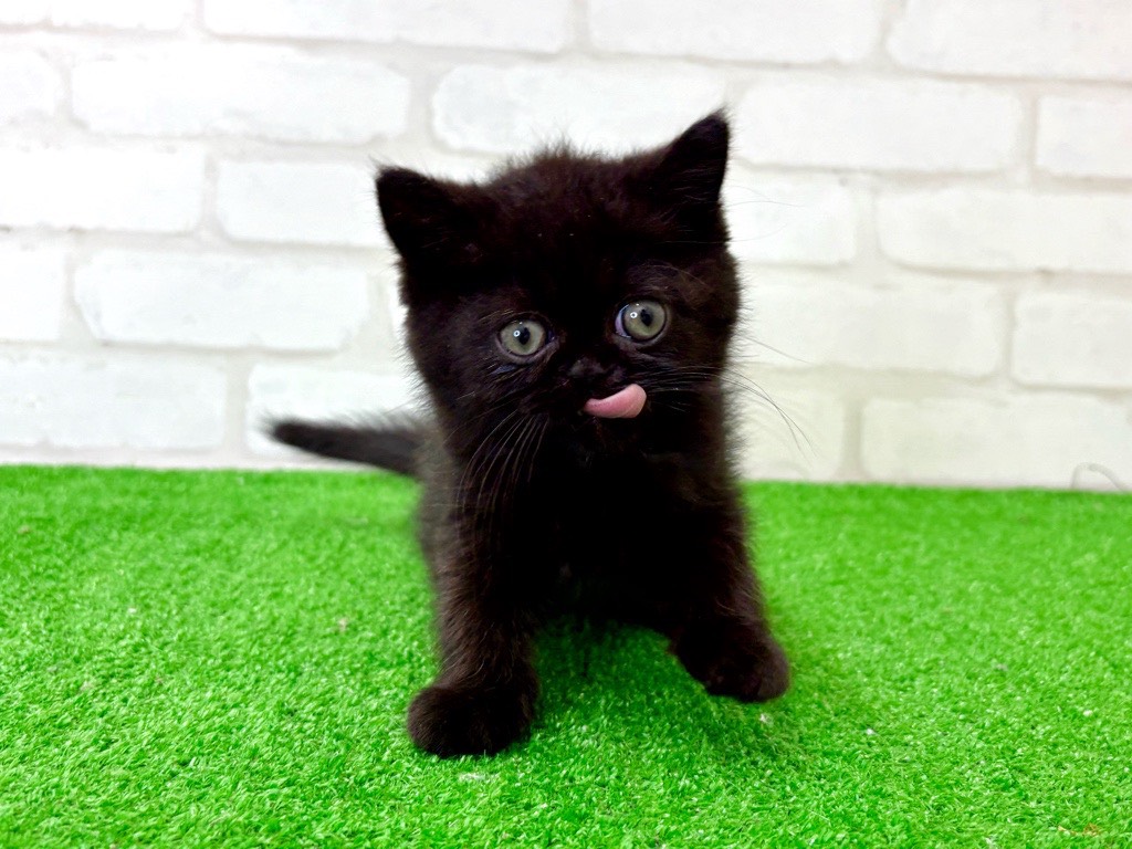 東京都のエキゾチック (かねだい立川店/2026年1月16日生まれ/男の子/ブラック)の子猫の4枚目の画像