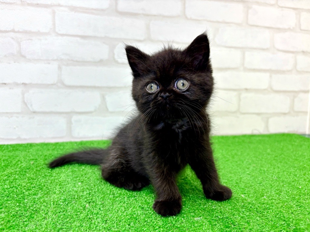 東京都のエキゾチック (かねだい立川店/2026年1月16日生まれ/男の子/ブラック)の子猫の3枚目の画像