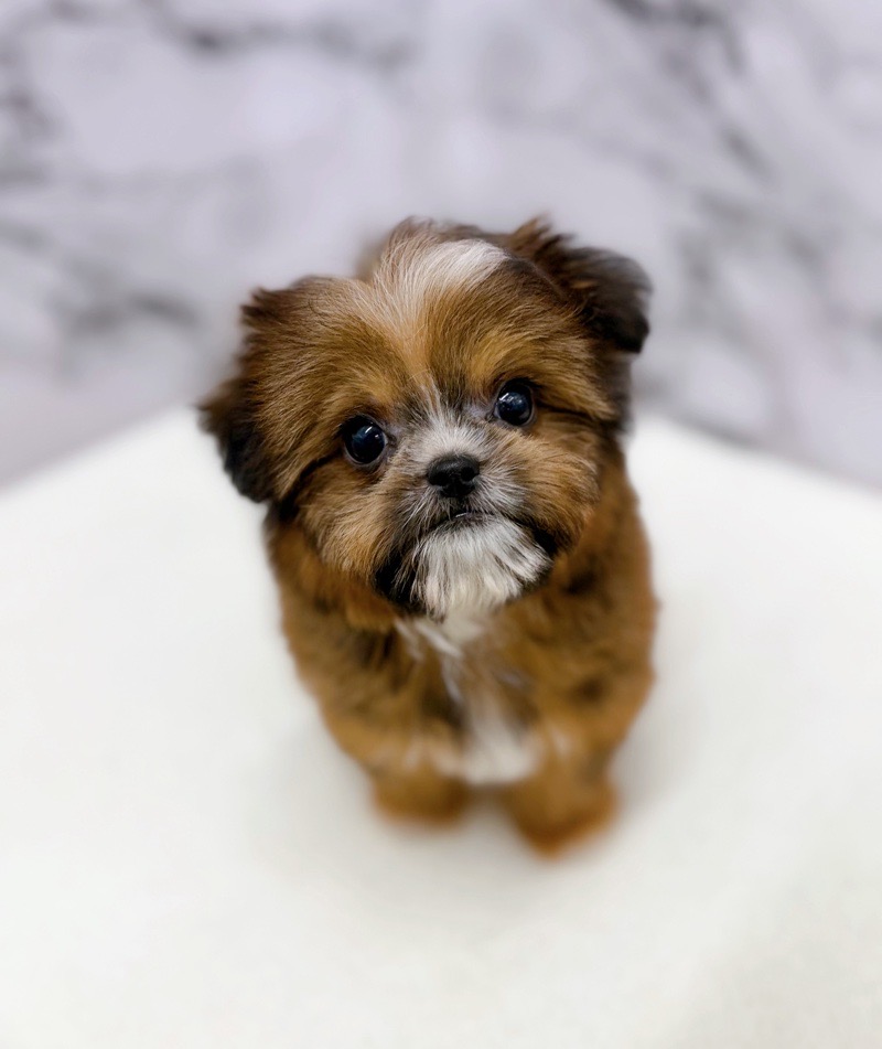 神奈川県のチワズー/チワシーズ(チワワ×シーズー) (かねだい東戸塚店/2025年12月27日生まれ/女の子/レッド)の子犬の1枚目の画像