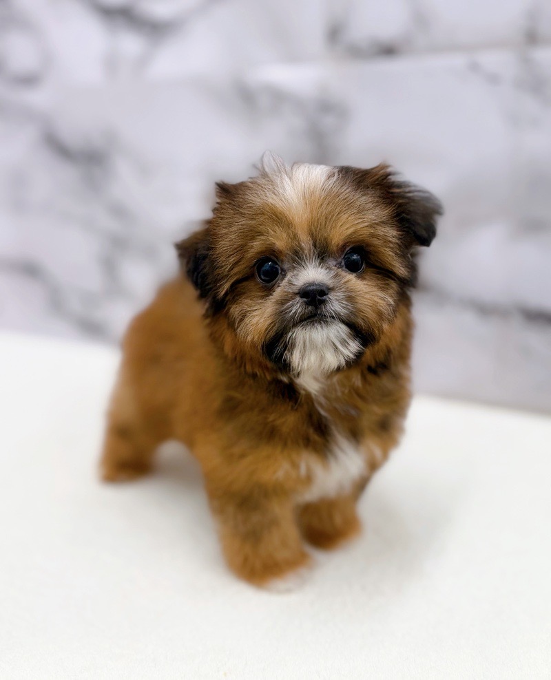 神奈川県のチワズー/チワシーズ(チワワ×シーズー) (かねだい東戸塚店/2025年12月27日生まれ/女の子/レッド)の子犬の2枚目の画像