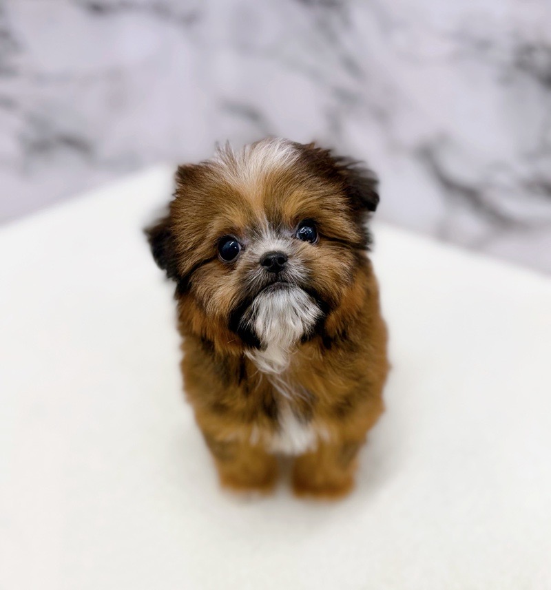 神奈川県のチワズー/チワシーズ(チワワ×シーズー) (かねだい東戸塚店/2025年12月27日生まれ/女の子/レッド)の子犬の3枚目の画像