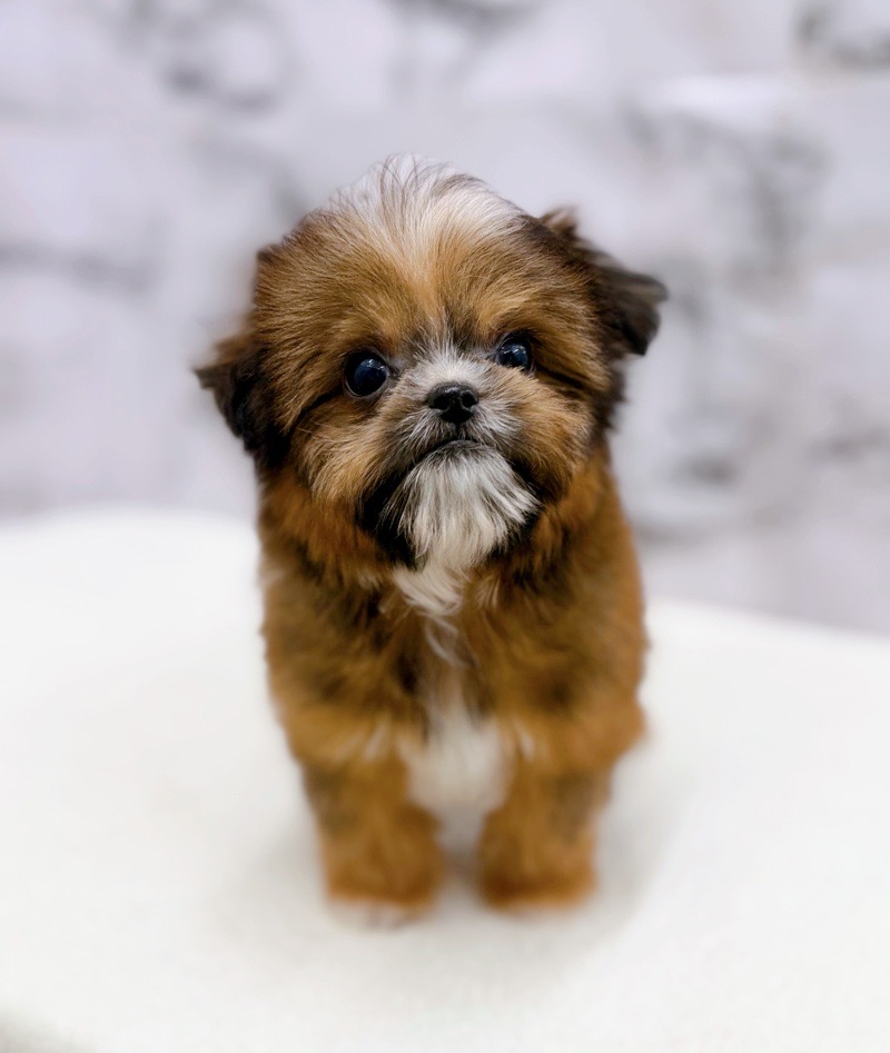 神奈川県のチワズー/チワシーズ(チワワ×シーズー) (かねだい東戸塚店/2025年12月27日生まれ/女の子/レッド)の子犬の4枚目の画像