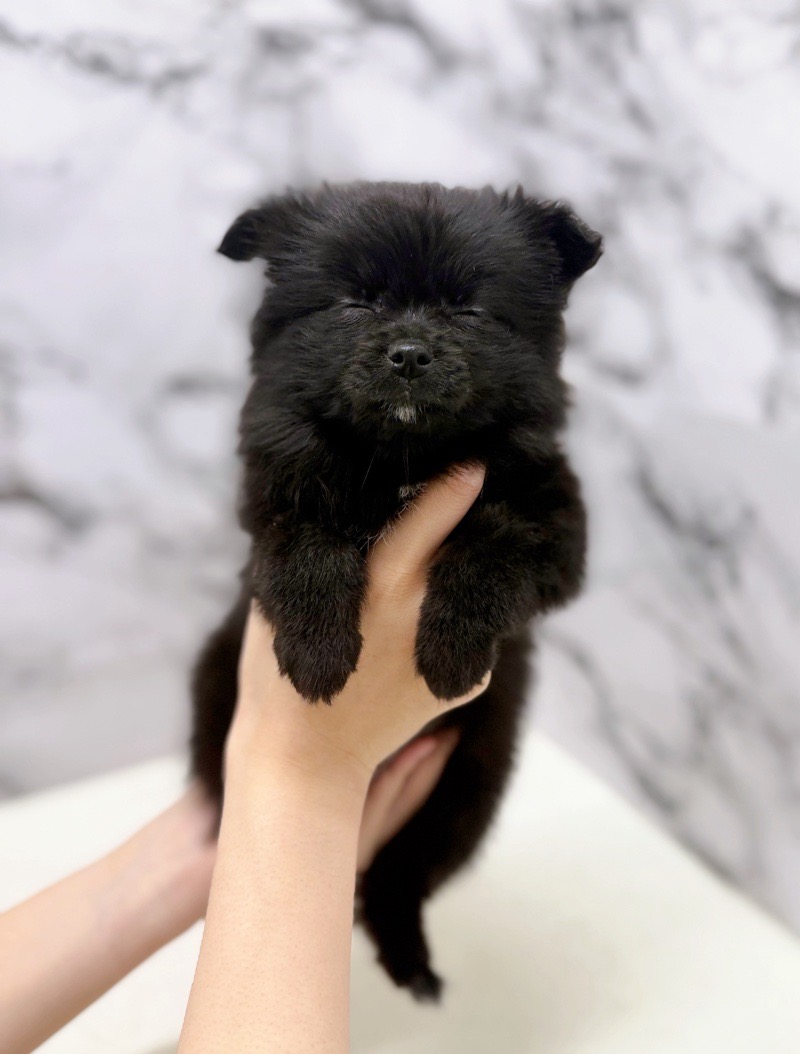 神奈川県のポメチワ/チワポメ/ポメチー(ポメラニアン×チワワ) (かねだい東戸塚店/2026年1月3日生まれ/女の子/ブラックホワイト)の子犬の1枚目の画像