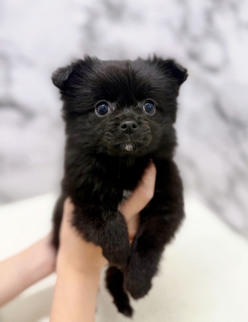 神奈川県のポメチワ/チワポメ/ポメチー(ポメラニアン×チワワ) (かねだい東戸塚店/2026年1月3日生まれ/女の子/ブラックホワイト)の子犬の2枚目の画像