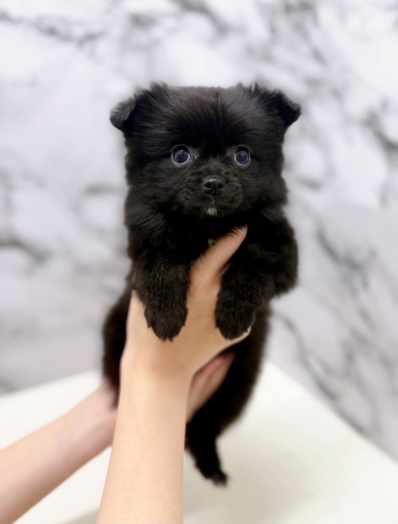 神奈川県のポメチワ/チワポメ/ポメチー(ポメラニアン×チワワ) (かねだい東戸塚店/2026年1月3日生まれ/女の子/ブラックホワイト)の子犬の3枚目の画像