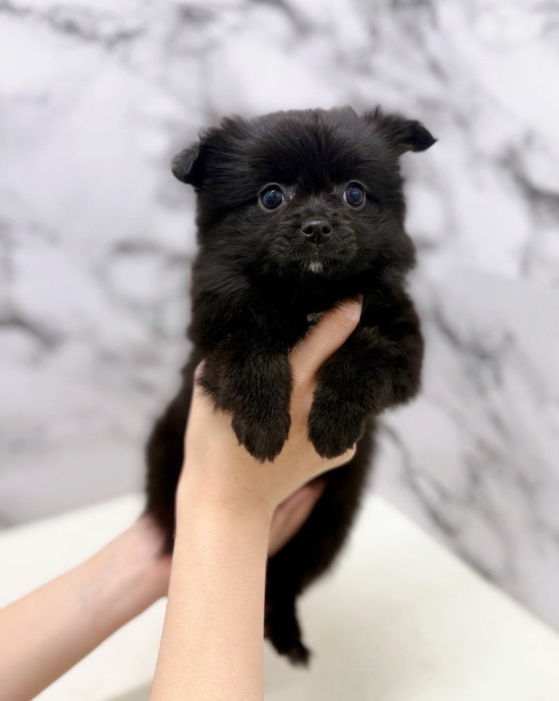 神奈川県のポメチワ/チワポメ/ポメチー(ポメラニアン×チワワ) (かねだい東戸塚店/2026年1月3日生まれ/女の子/ブラックホワイト)の子犬の4枚目の画像