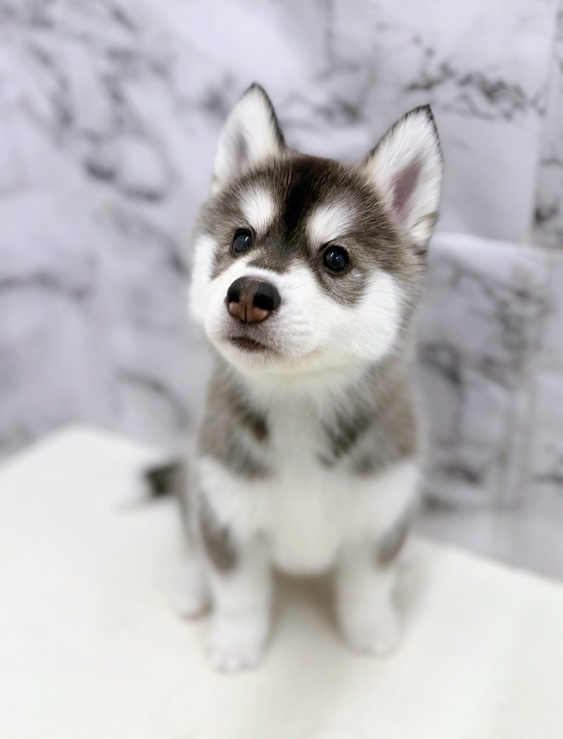 神奈川県のシベリアンハスキー (かねだい東戸塚店/2026年1月2日生まれ/女の子/ブラックホワイト)の子犬の1枚目の画像