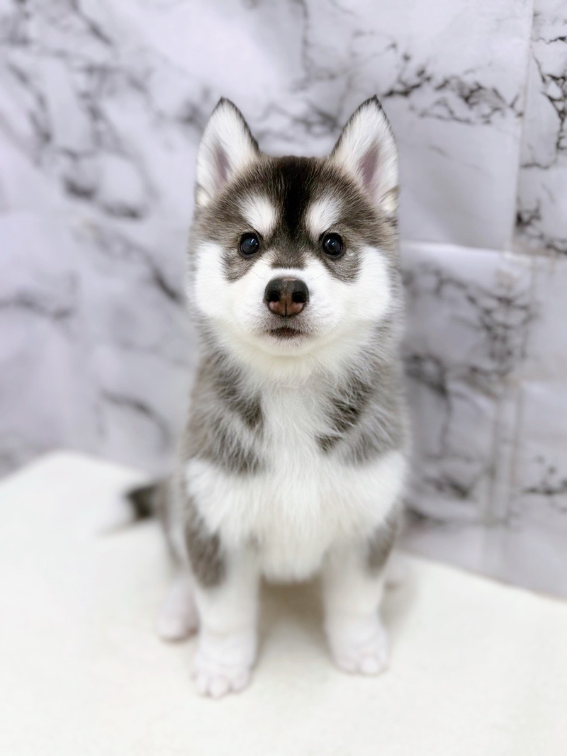 神奈川県のシベリアンハスキー (かねだい東戸塚店/2026年1月2日生まれ/女の子/ブラックホワイト)の子犬の2枚目の画像
