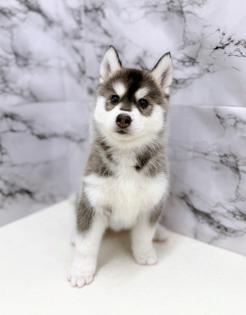 神奈川県のシベリアンハスキー (かねだい東戸塚店/2026年1月2日生まれ/女の子/ブラックホワイト)の子犬の3枚目の画像