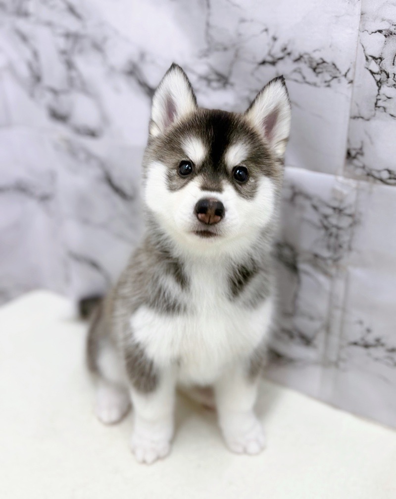 神奈川県のシベリアンハスキー (かねだい東戸塚店/2026年1月2日生まれ/女の子/ブラックホワイト)の子犬の4枚目の画像