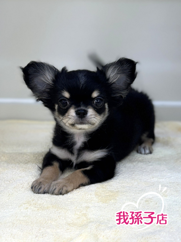 千葉県のチワワ(ロング) (かねだい我孫子店/2025年12月20日生まれ/男の子/ブラックホワイト)の子犬の1枚目の画像