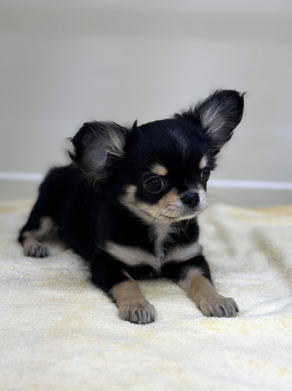 千葉県のチワワ(ロング) (かねだい我孫子店/2025年12月20日生まれ/男の子/ブラックホワイト)の子犬の3枚目の画像