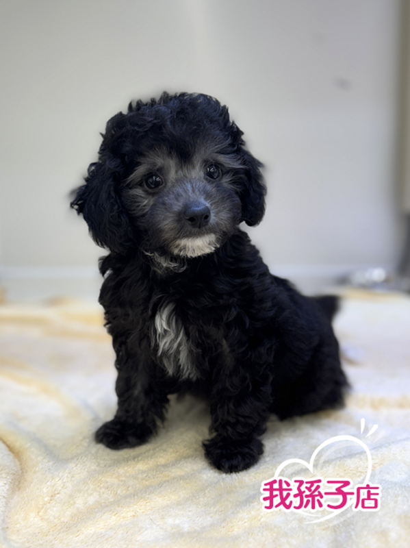 千葉県のハーフ犬・ミックス犬 (かねだい我孫子店/2026年1月1日生まれ/男の子/ブラックホワイト)の子犬の1枚目の画像