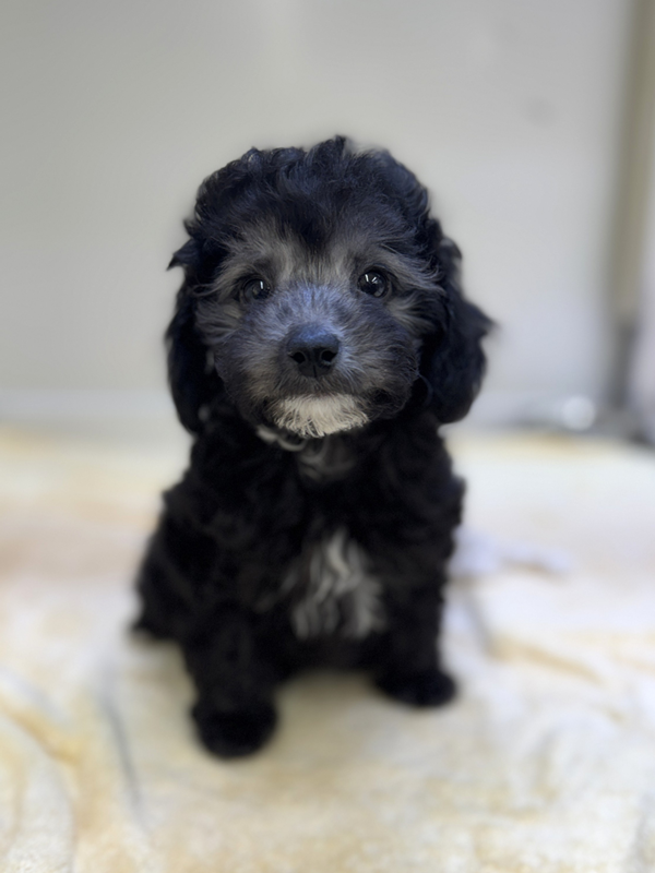 千葉県のハーフ犬・ミックス犬 (かねだい我孫子店/2026年1月1日生まれ/男の子/ブラックホワイト)の子犬の2枚目の画像