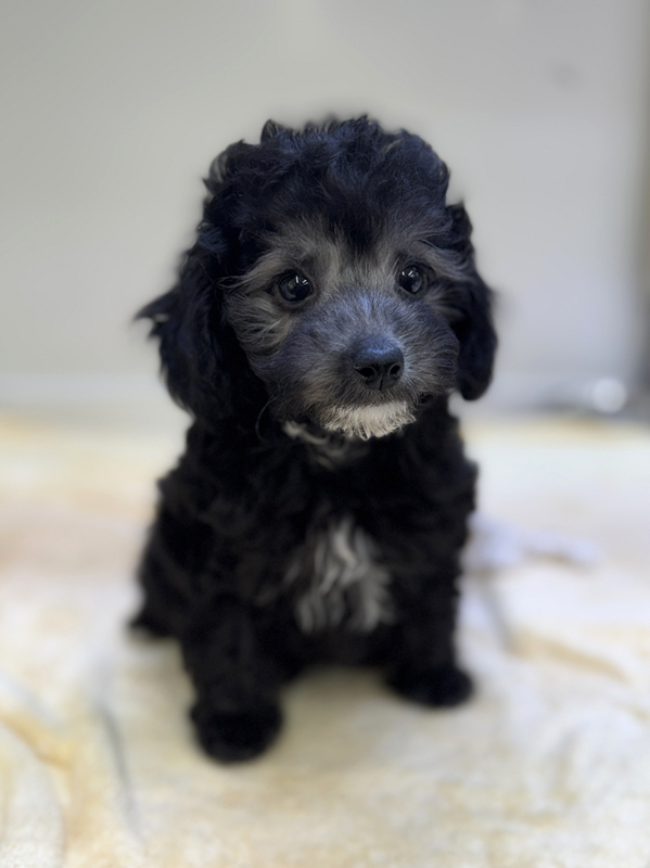 千葉県のハーフ犬・ミックス犬 (かねだい我孫子店/2026年1月1日生まれ/男の子/ブラックホワイト)の子犬の3枚目の画像