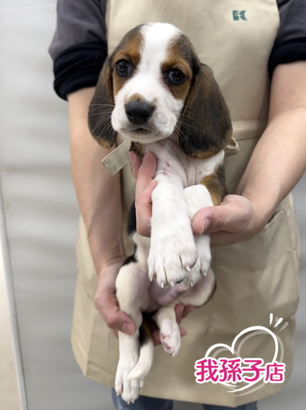 千葉県のハーフ犬・ミックス犬 (かねだい我孫子店/2026年1月17日生まれ/男の子/ブラックタンホワイト)の子犬