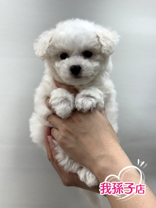 千葉県のビションフリーゼ (かねだい我孫子店/2026年1月15日生まれ/男の子/ホワイト)の子犬の1枚目の画像