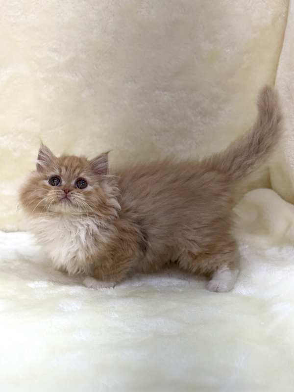 千葉県のサイベリアン (かねだい我孫子店/2026年1月17日生まれ/女の子/レッドタビー)の子猫の2枚目の画像